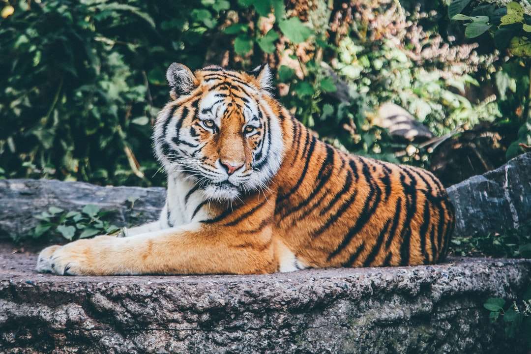 Πορτοκαλί τίγρη σε γκρίζο δάπεδο από σκυρόδεμα παζλ online