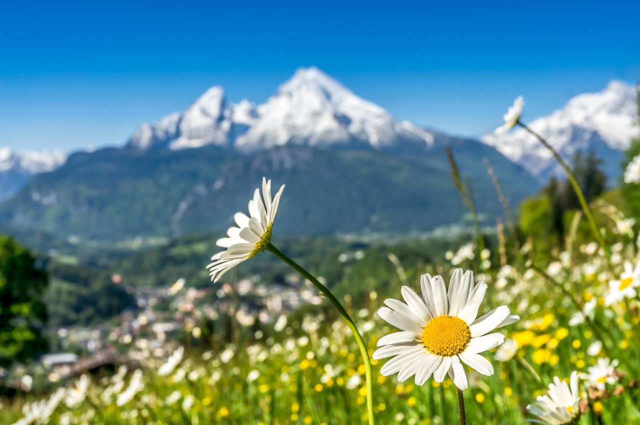 Художествена гледка към пейзажа в баварските Алпи с красиви цветя и размазана Watzmann планина във фонов режим през пролетта, национален пазар Berchtesgadener, Бавария, Германия онлайн пъзел