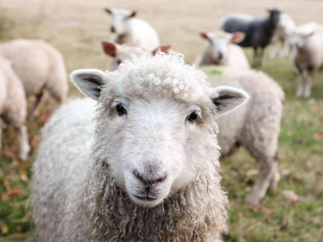 Λευκά πρόβατα σε πράσινο γρασίδι κατά τη διάρκεια της ημέρας online παζλ
