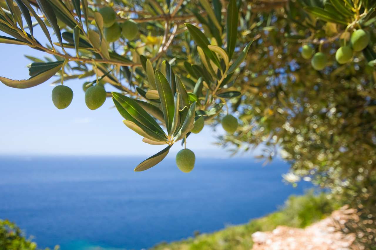 Olivträd på havet bakgrund pussel på nätet