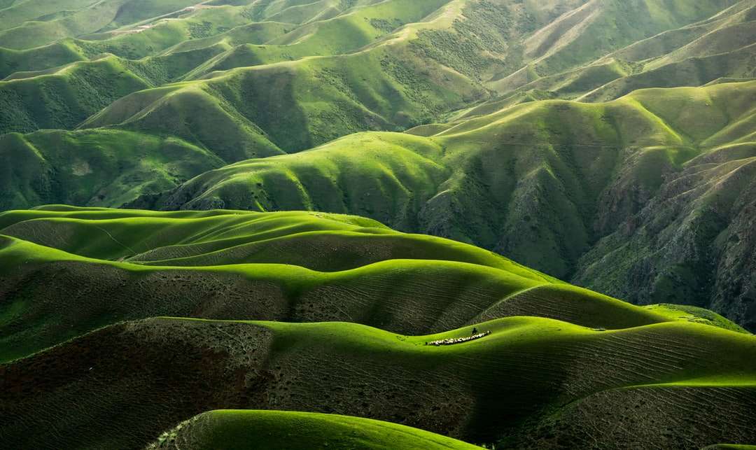 Madár szemét nézze meg a zöld hegyek fényképét kirakós online
