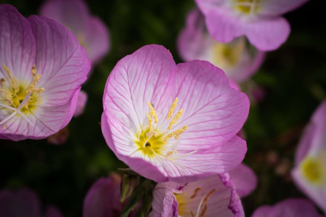 Flor de primavera de la tarde rosada en fotografía de enfoque selectivo rompecabezas en línea