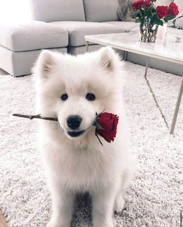 Романтично куче онлайн пъзел