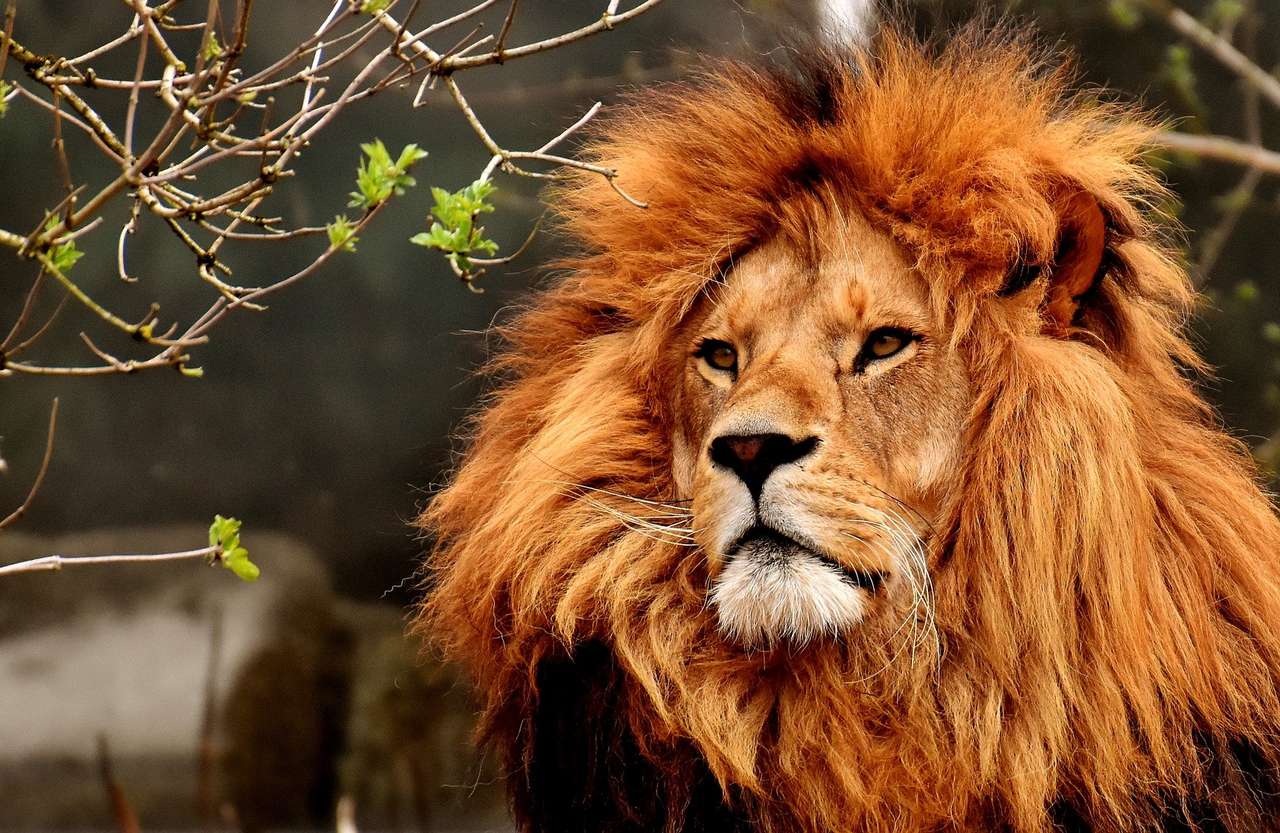 King of the animals jigsaw puzzle online