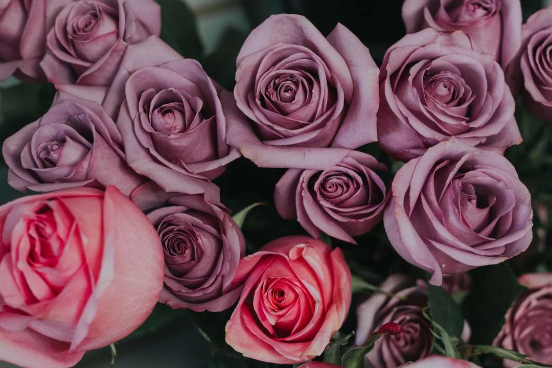 Foto de foco superficial de flores roxas e vermelhas puzzle online