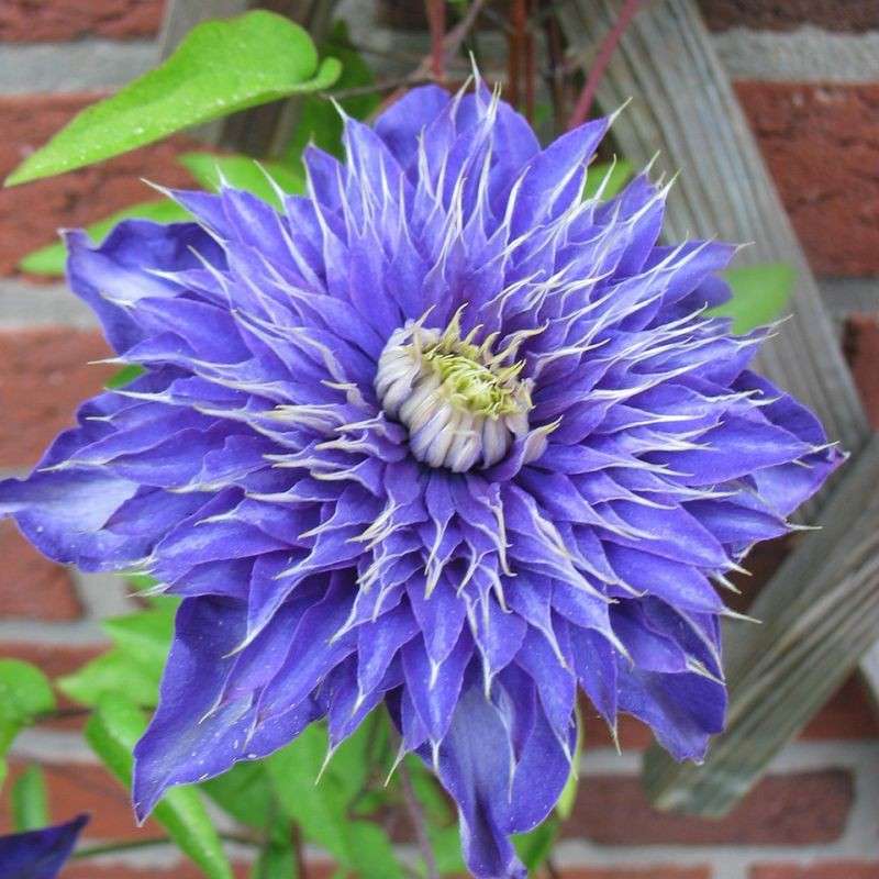 Blue Clematis. jigsaw puzzle online