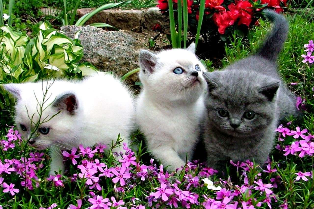 Kleine Kätzchen im Garten Online-Puzzle