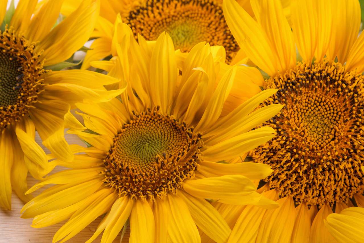 Flores brilhantes de girassol puzzle online