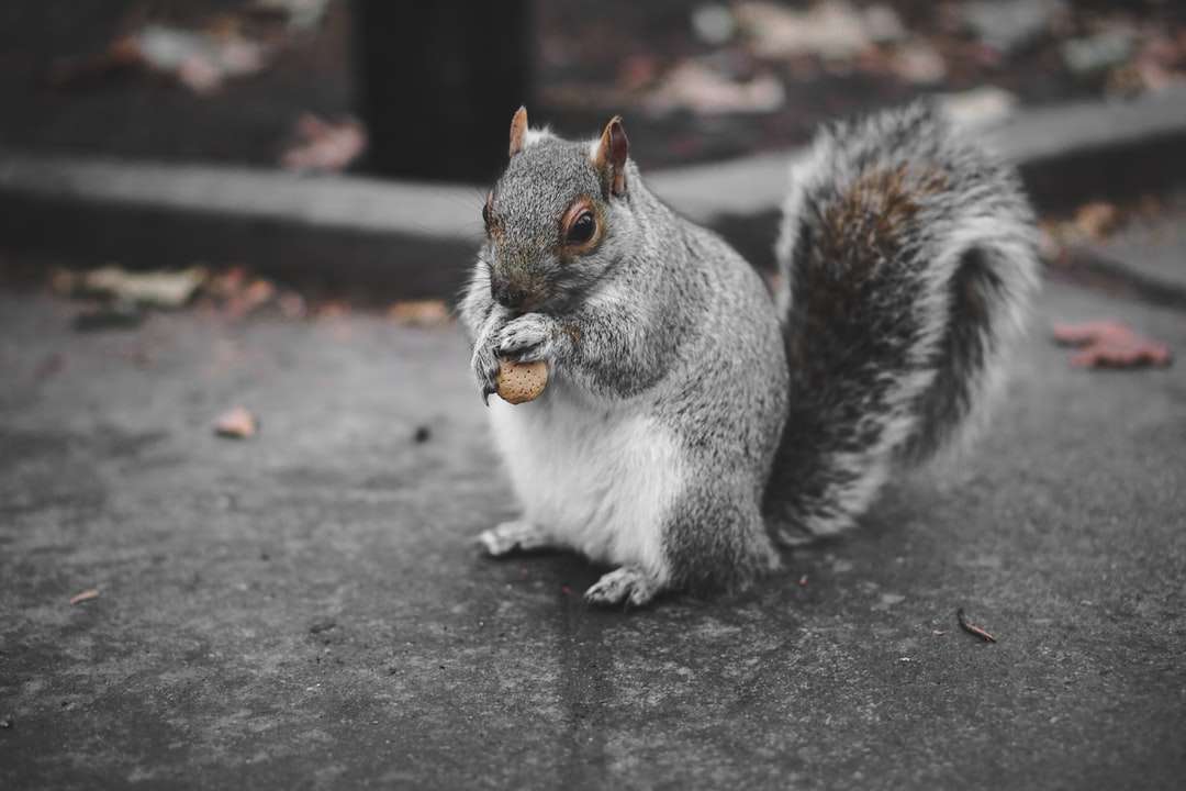 veveriță mănâncă fructe puzzle online