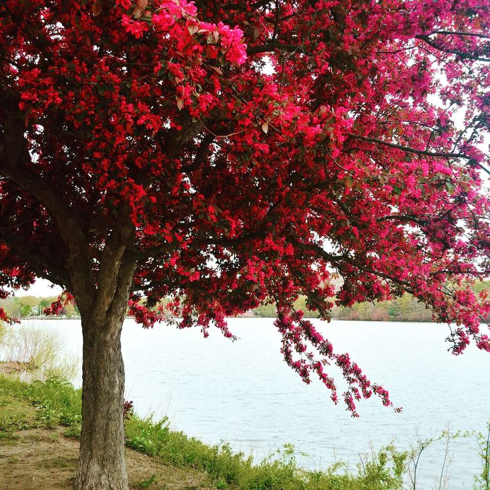 体の近くの桜の木の浅い焦点の写真 ジグソーパズルオンライン