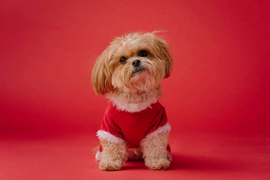 Perro pequeño recubierto largo blanco sobre textil rojo rompecabezas en línea