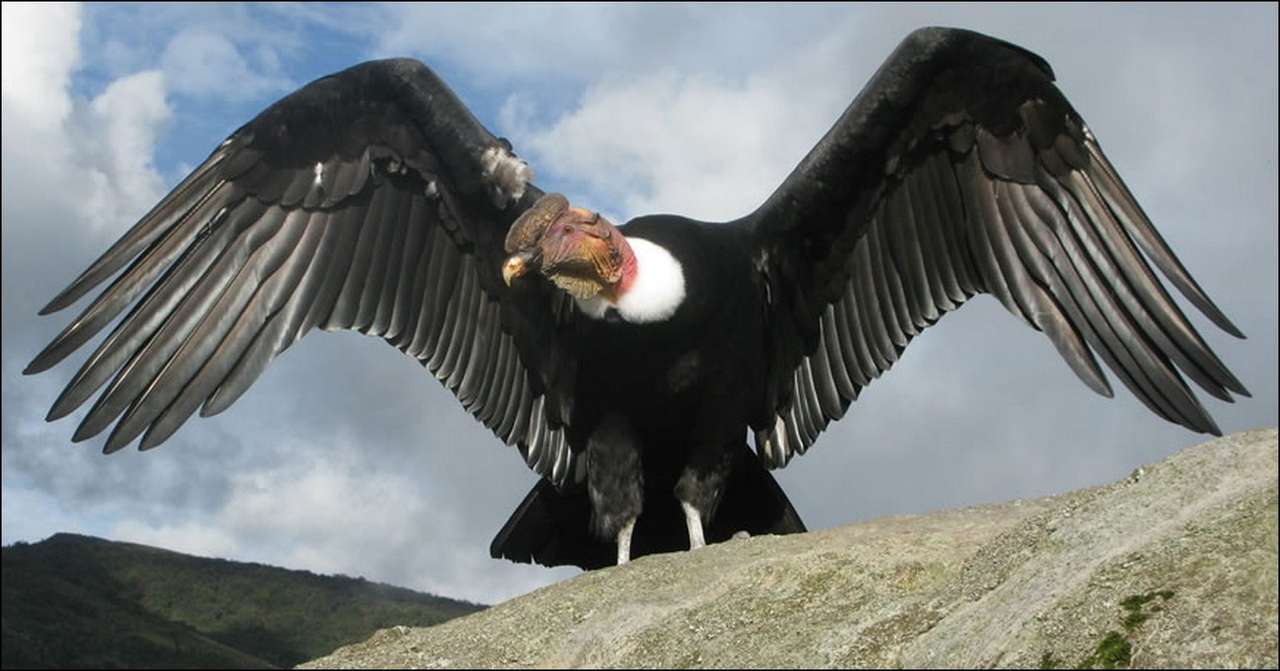 Andský Condor. skládačky online