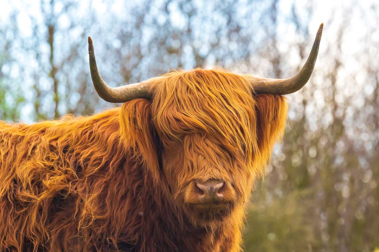 Nahaufnahme des braunen roten Highland-Rinders, schottische Rinderzucht (Bos Stier) mit langen Hörnern, die durch Heather in Heideland gehen. Puzzlespiel online