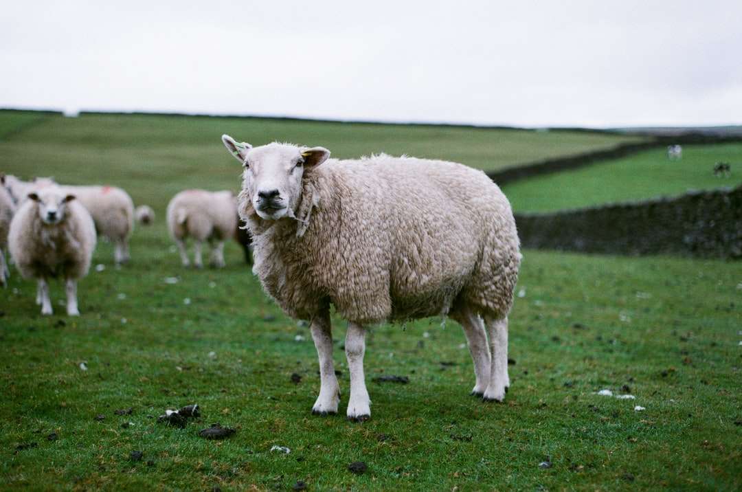 Mandria di pecore sul campo di erba verde durante il giorno puzzle online