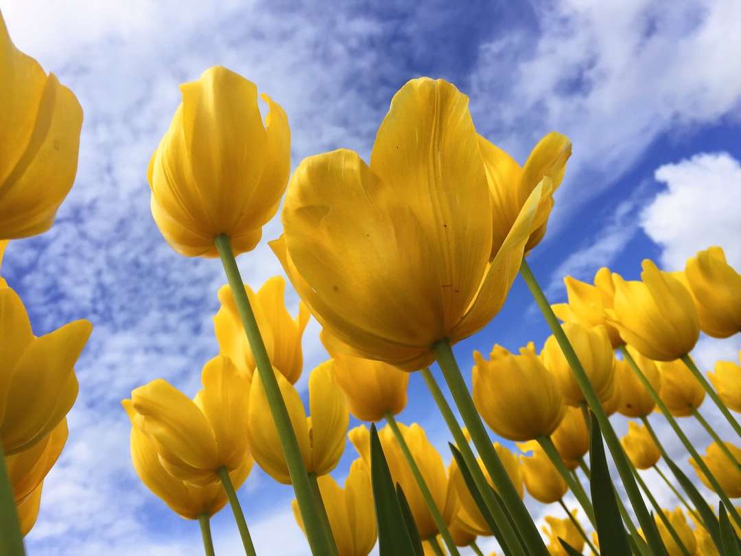 Närbild Fotografi av gula kronbladade blommor Pussel online