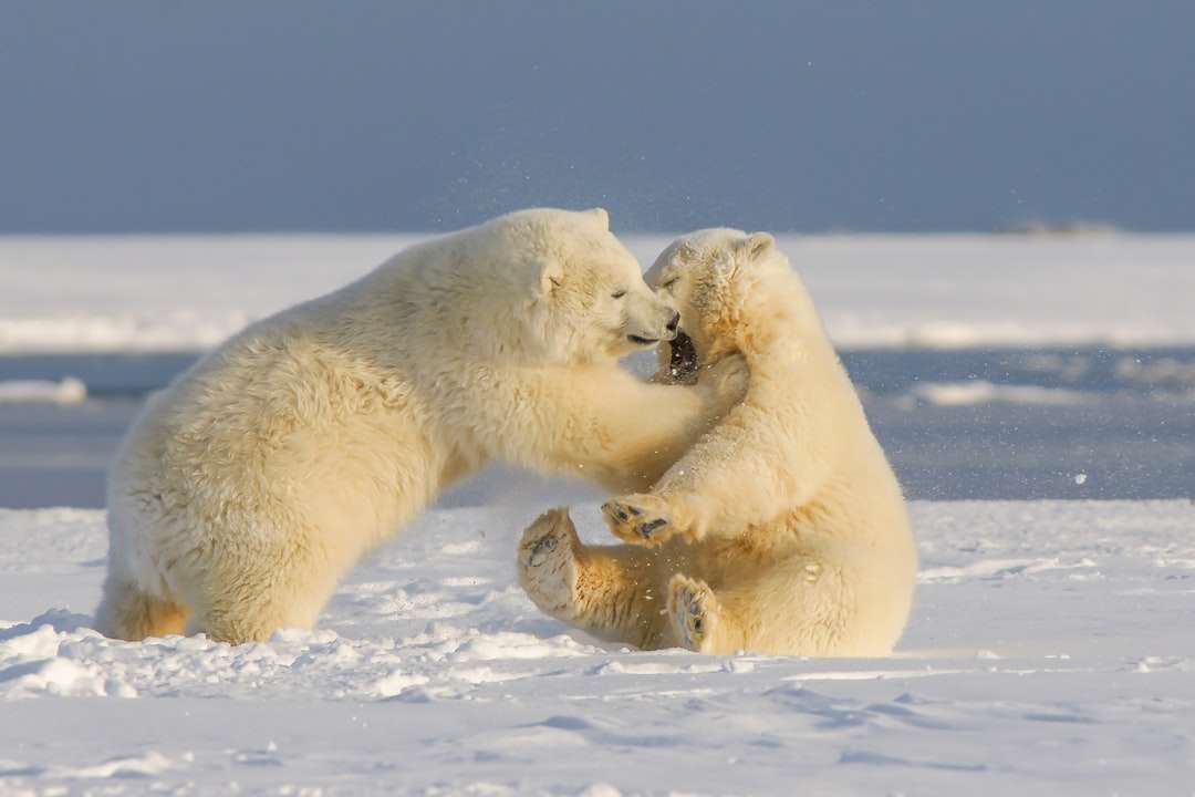 Полярната мечка на сняг покрита земя през деня онлайн пъзел