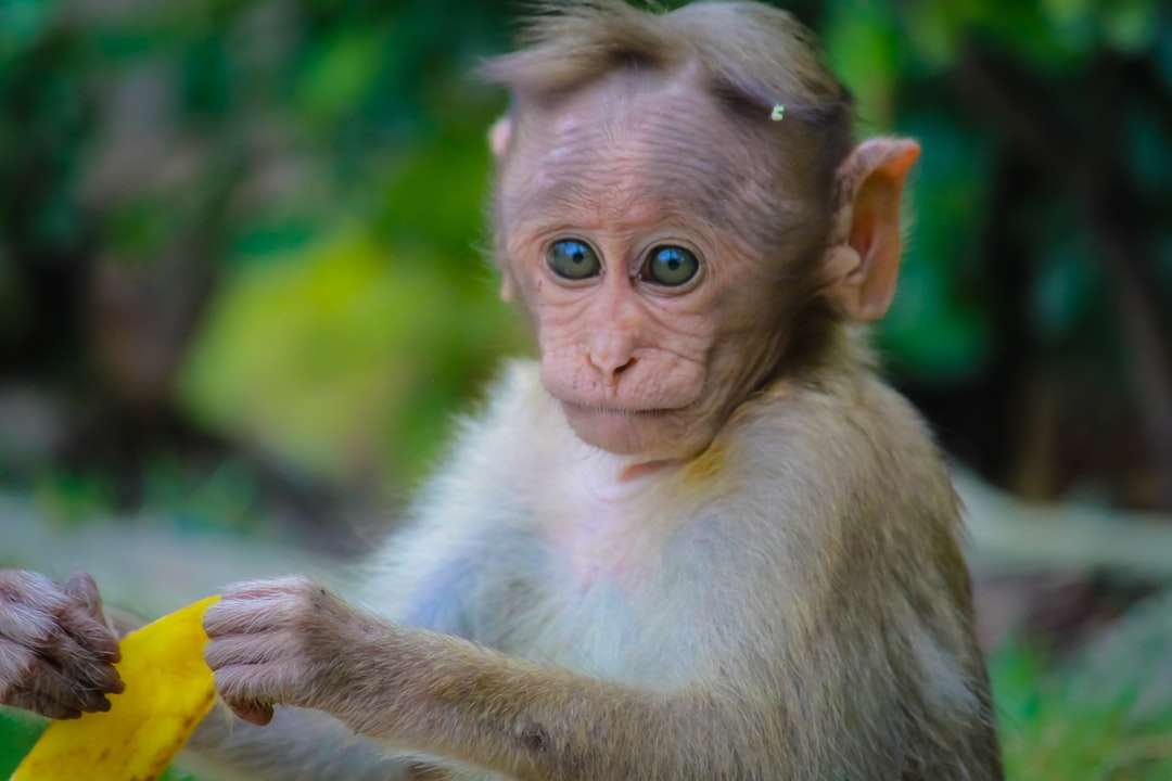 Brauner Affe, der Fruchtschale hält Online-Puzzle