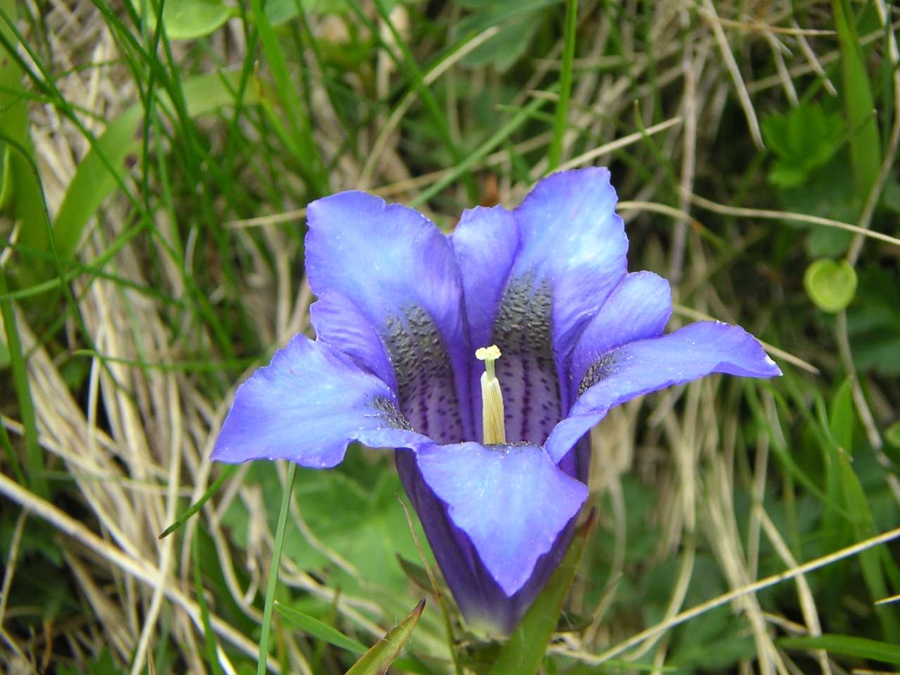 modrý květ skládačky online