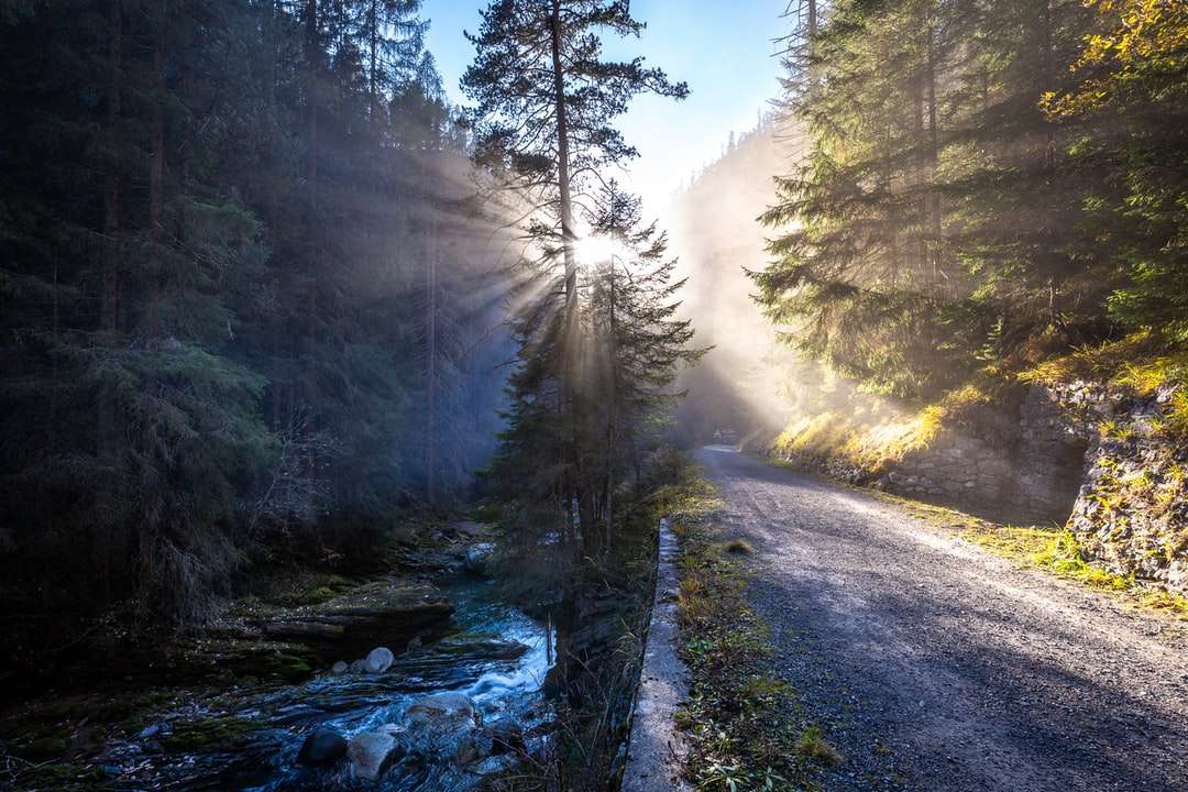 Το ηλιακό φως αντανακλά τα δέντρα και το ποτάμι παζλ online