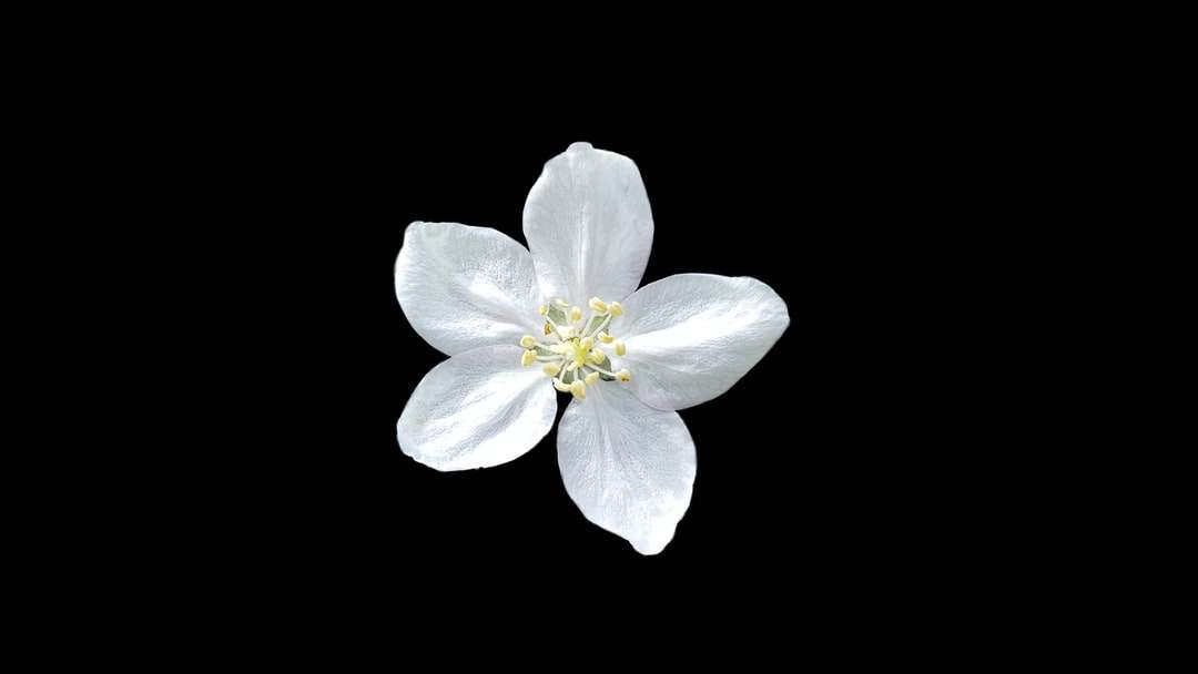 Weiße fünf Blütenblattblume Online-Puzzle