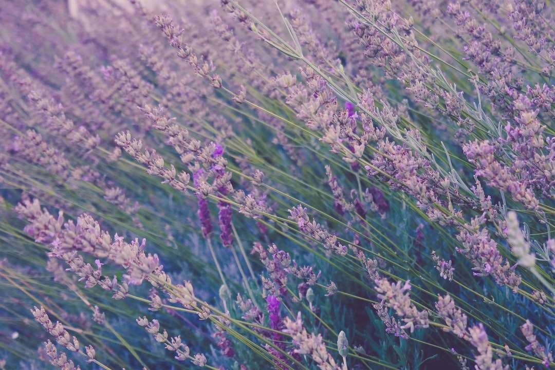 Lavendelväxter Pussel online