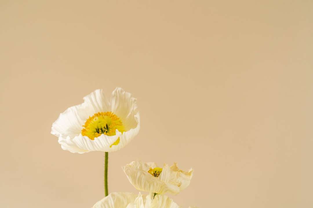 белый цветок с зеленым стеблем пазл онлайн