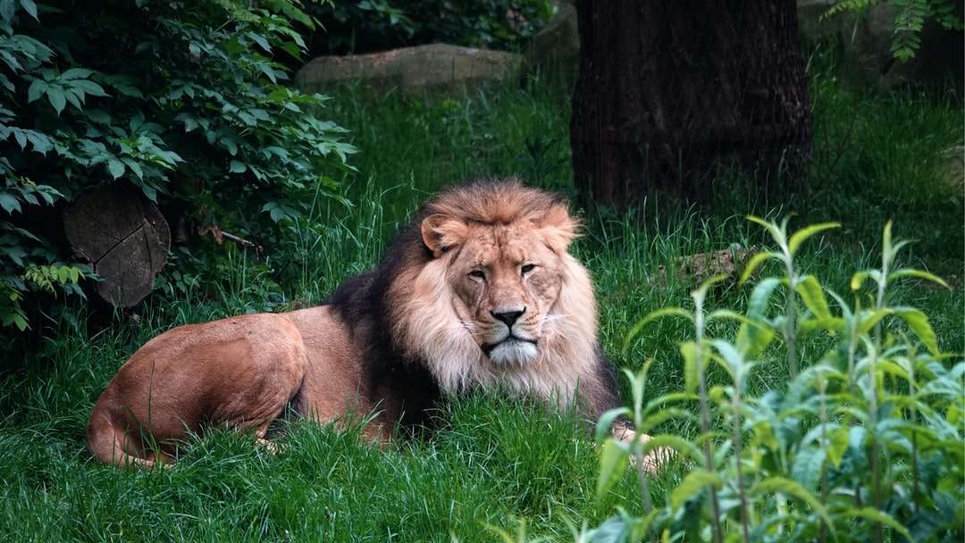 昼間に緑の草の上に横たわるライオン ジグソーパズルオンライン