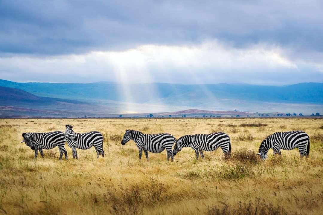 Cinco zebras pretas e brancas puzzle online
