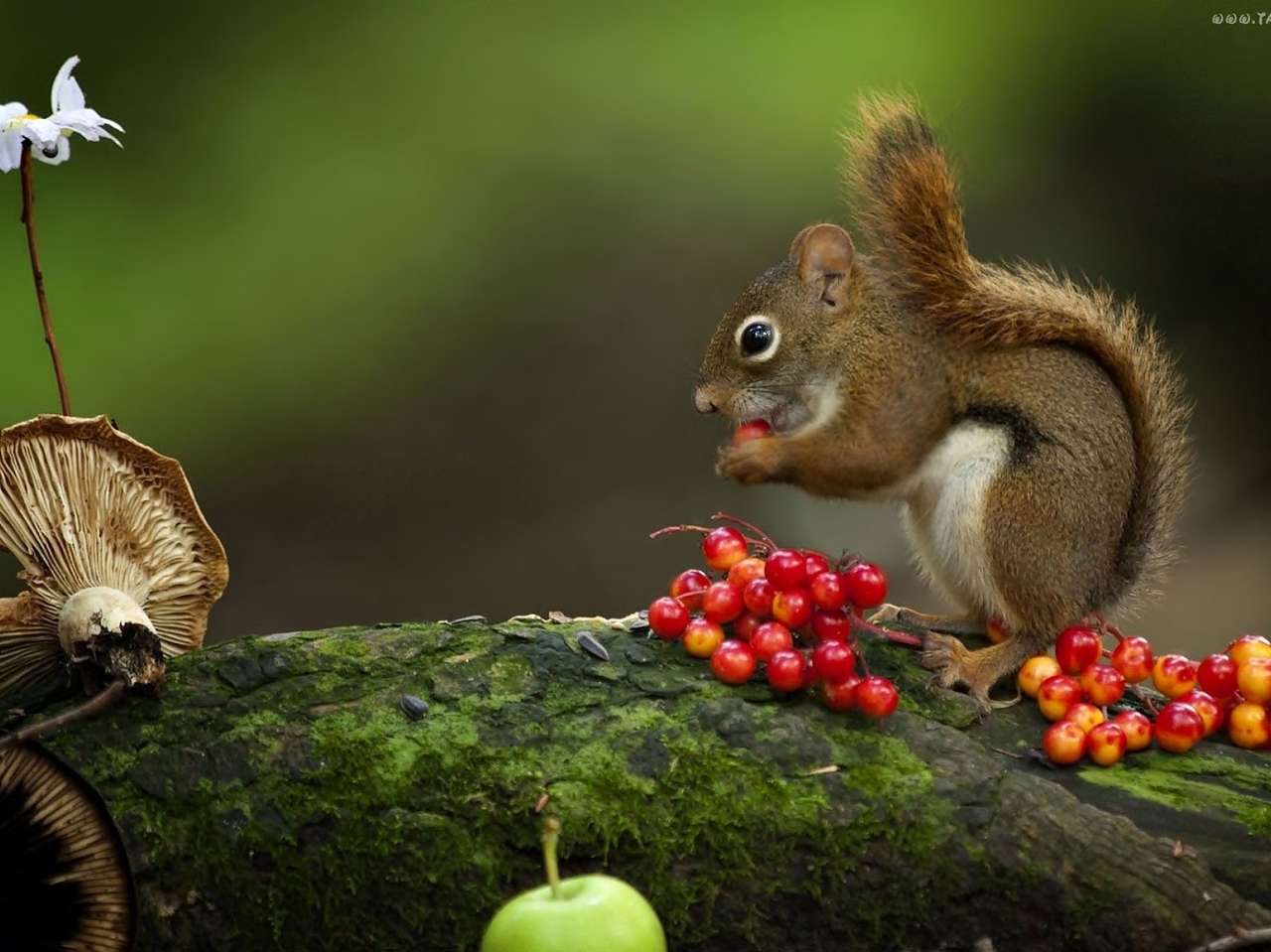 Eichhörnchen, das Rowan isst Online-Puzzle