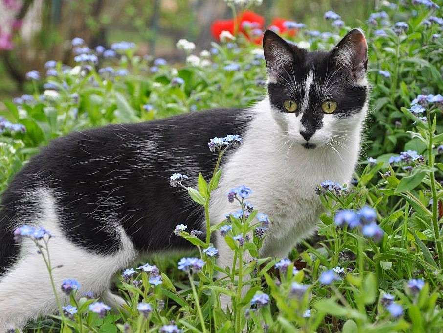 Een witte en zwarte kat tussen veldbloemen legpuzzel online