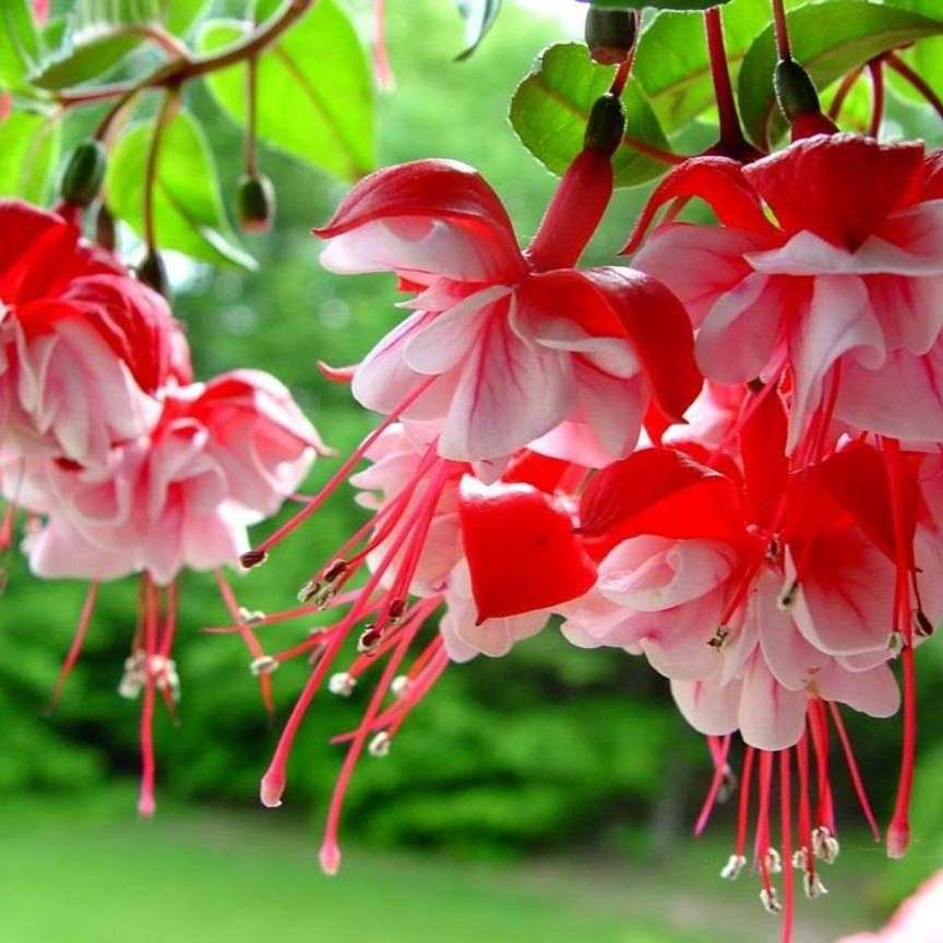 Fuchsia blommor pussel på nätet