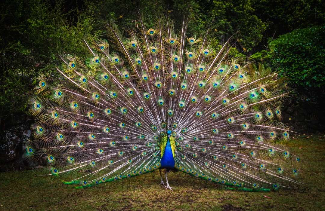 Peacock sur le champ d'herbe verte pendant la journée puzzle en ligne