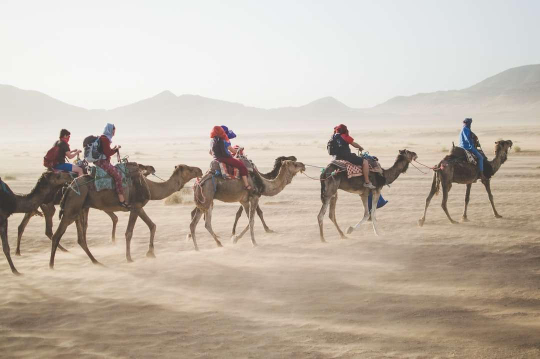 Grupo de pessoas andando de camelo na duna de areia quebra-cabeças online