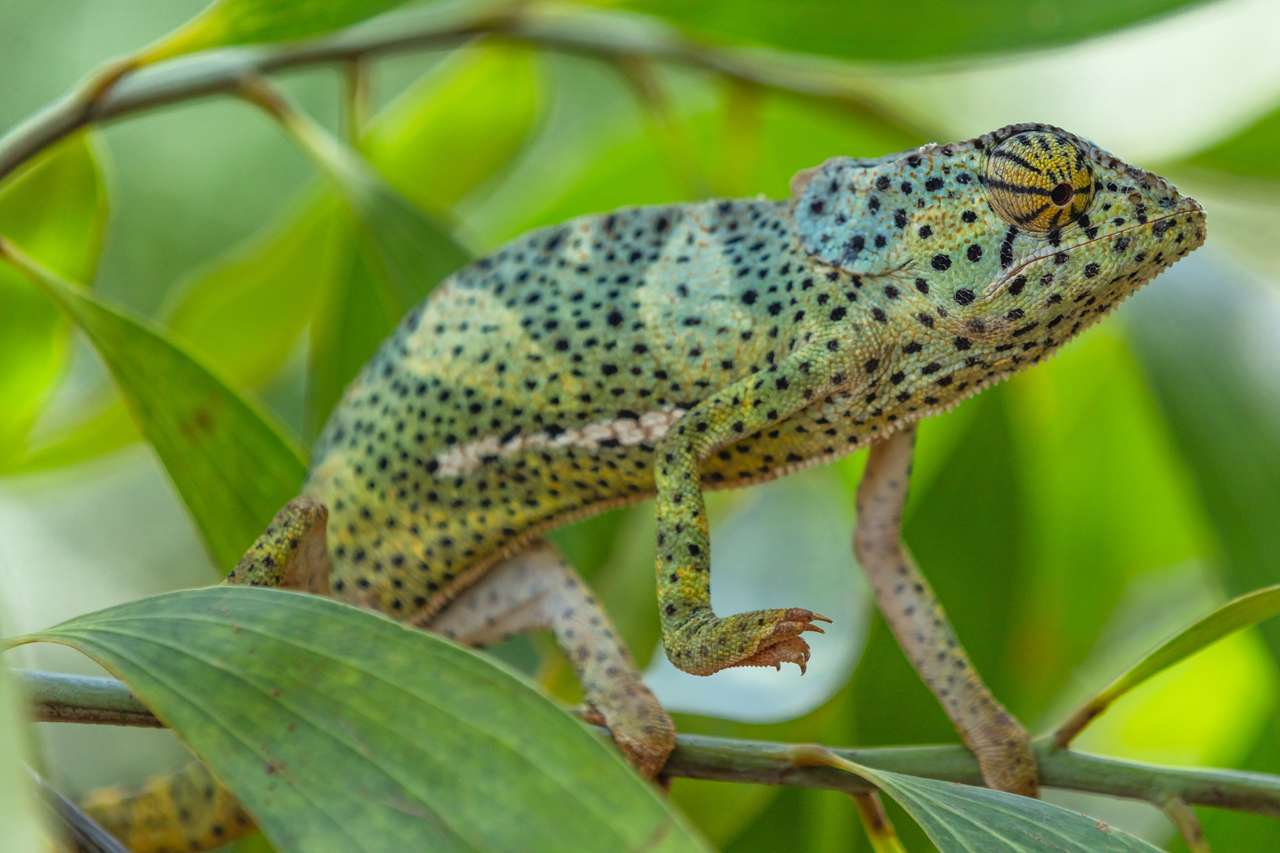 Chameleon i Unguja aka Zanzibar Island Tanzania East Africa pussel på nätet
