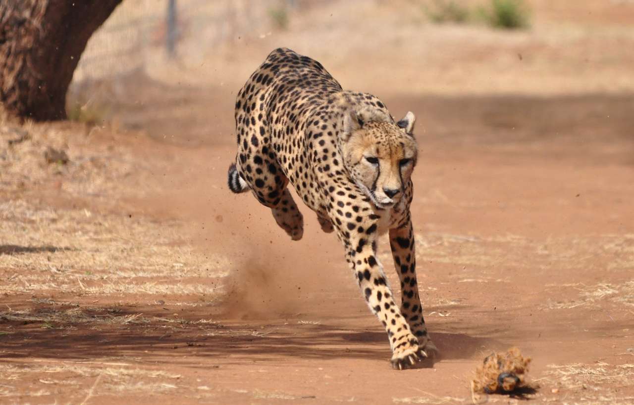 Вправи та біг гепарда пазл онлайн
