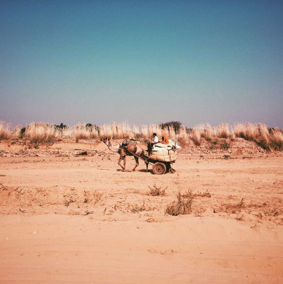кафява камила на кафявото поле през деня онлайн пъзел