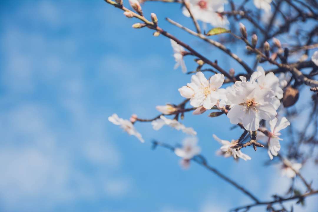 білі пелюстки квіти неглибокий фокус фотографії онлайн пазл