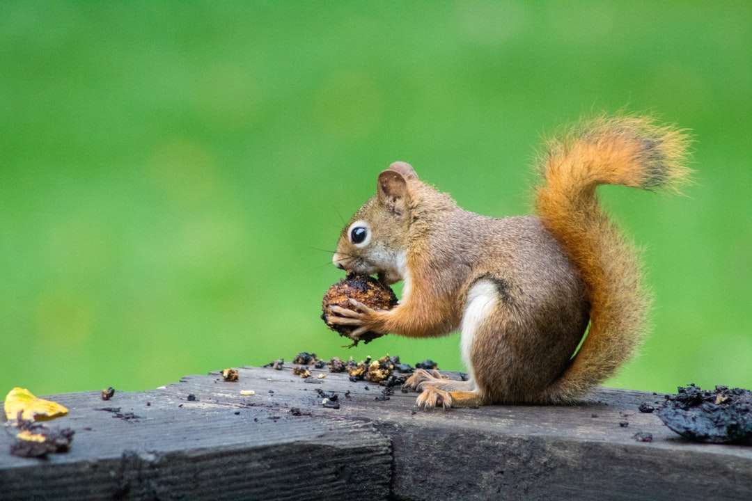 Bruine eekhoorn die noten eet online puzzel