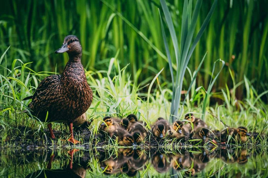 Duck maro pe iarba verde în timpul zilei puzzle online