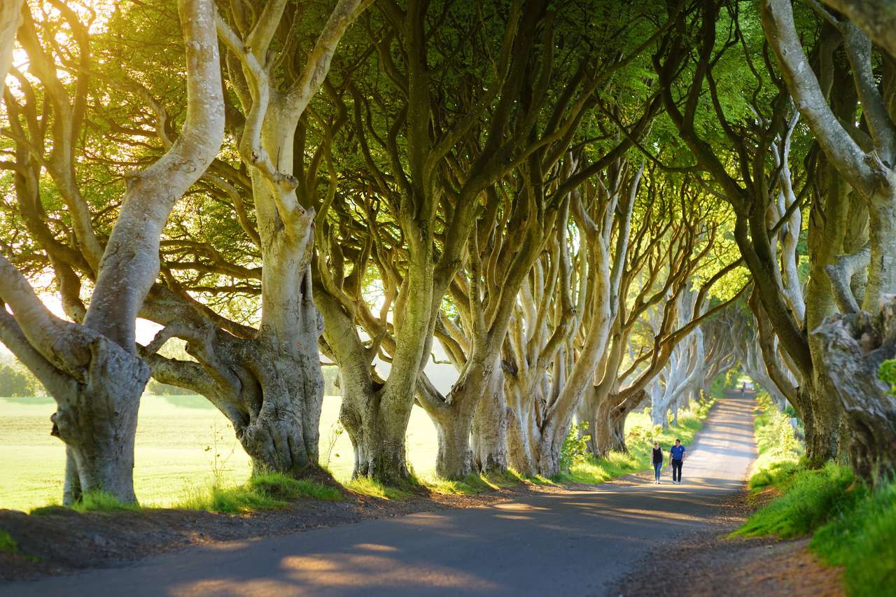 As sebes escuras, uma avenida de árvores de faia ao longo da Bregagh Road, no condado Antrim. Túnel de árvores atmosféricas tem sido usado como localização de filmagem em uma série de TV popular. Atrações turísticas em Irlanda de Nothern. puzzle online