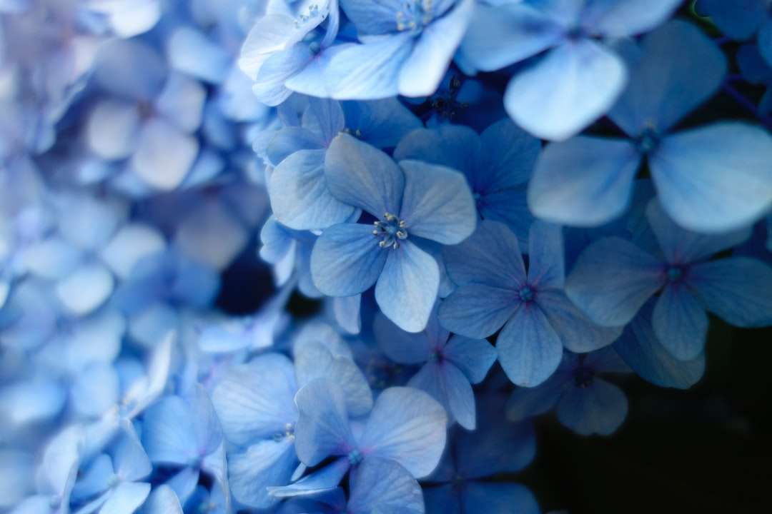 Feche a foto da flor petalada azul quebra-cabeças online