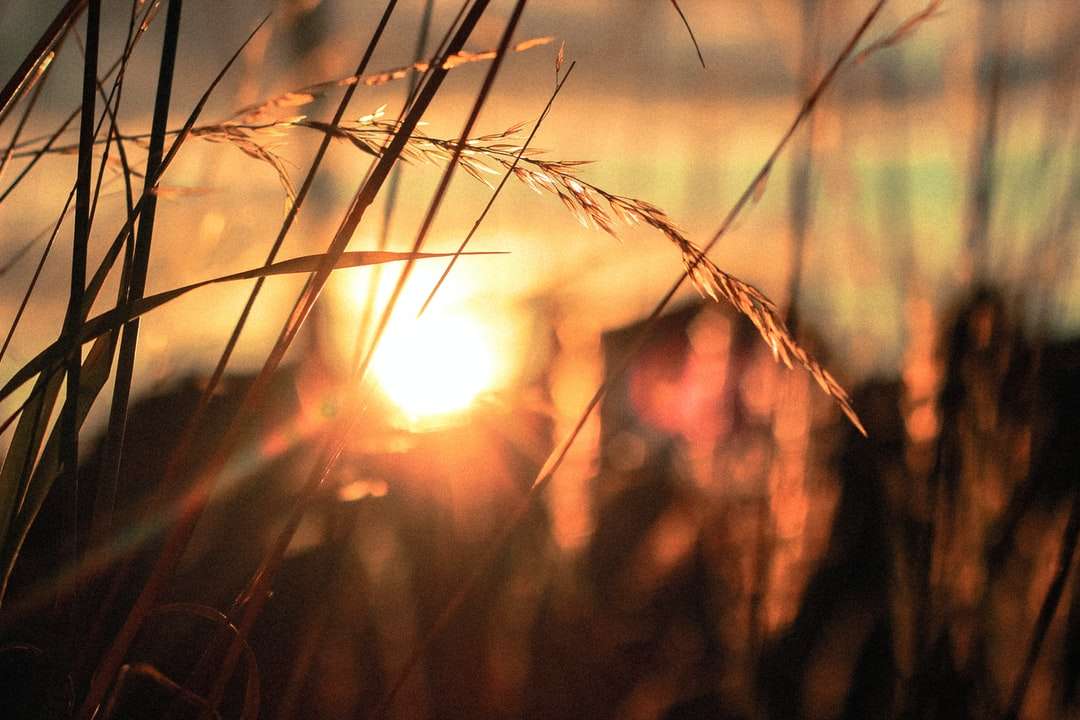 силуэт крупным планом фото пшеничного поля пазл онлайн