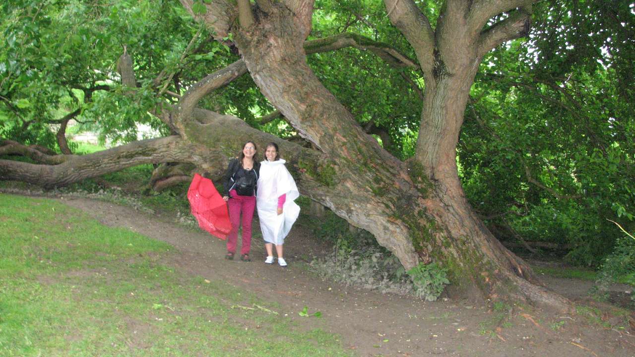 Красивое дерево на острове Майнау, Констанц, Германия пазл онлайн