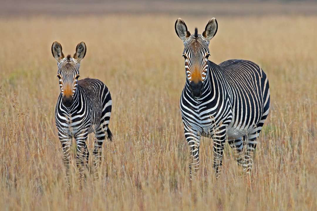 két zebra állt a barna fű mezőben online puzzle