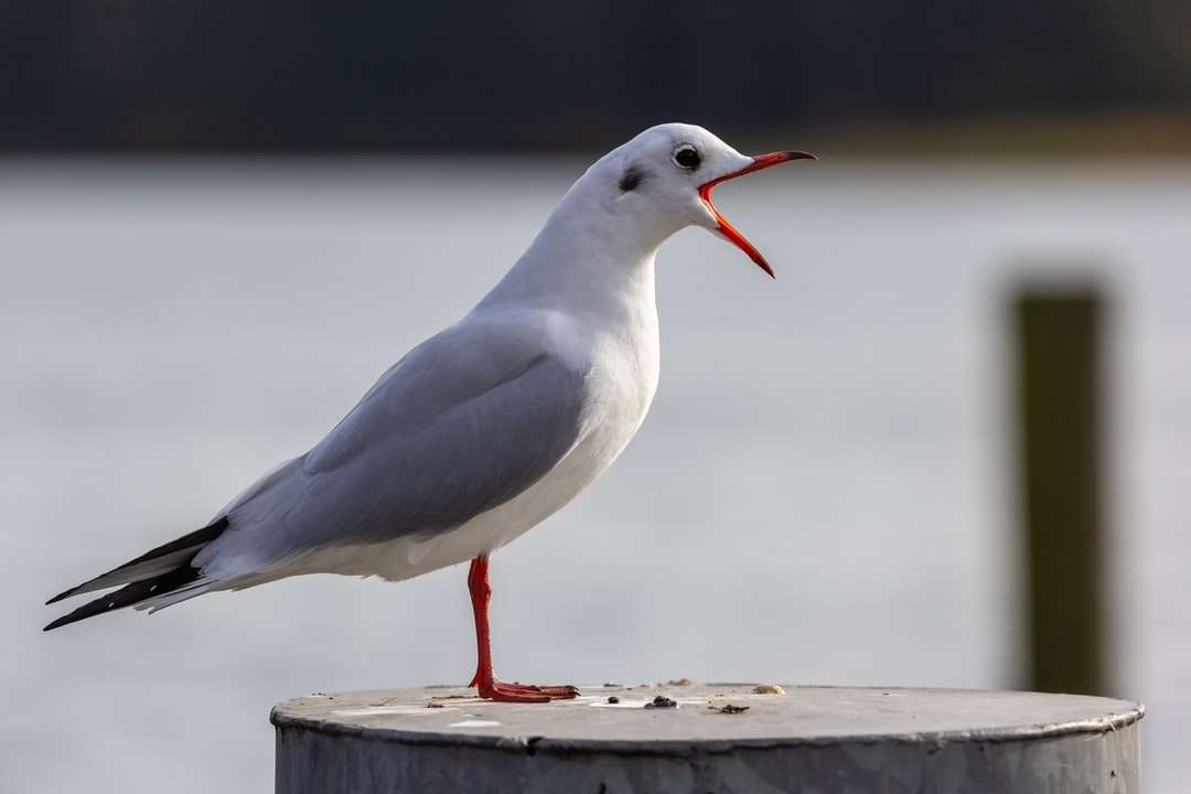 Λευκό και γκρι πουλί σε καφέ ξύλινη σανίδα online παζλ