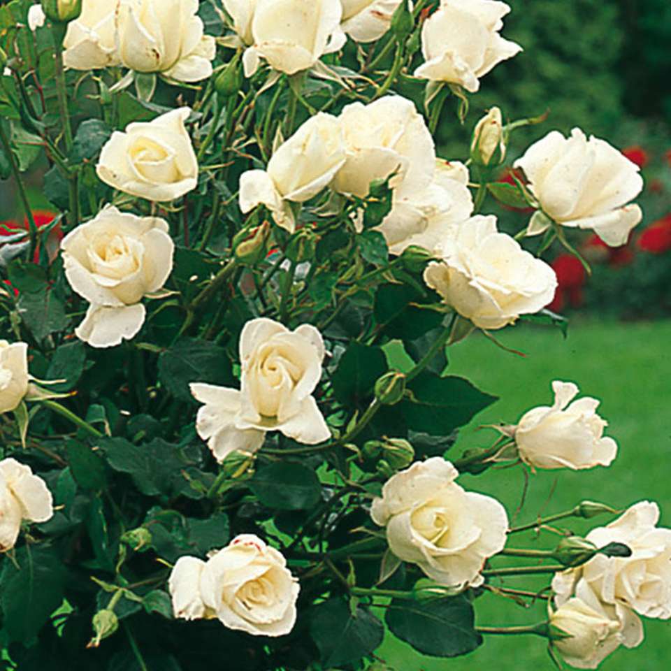Куст белой розы онлайн-пазл