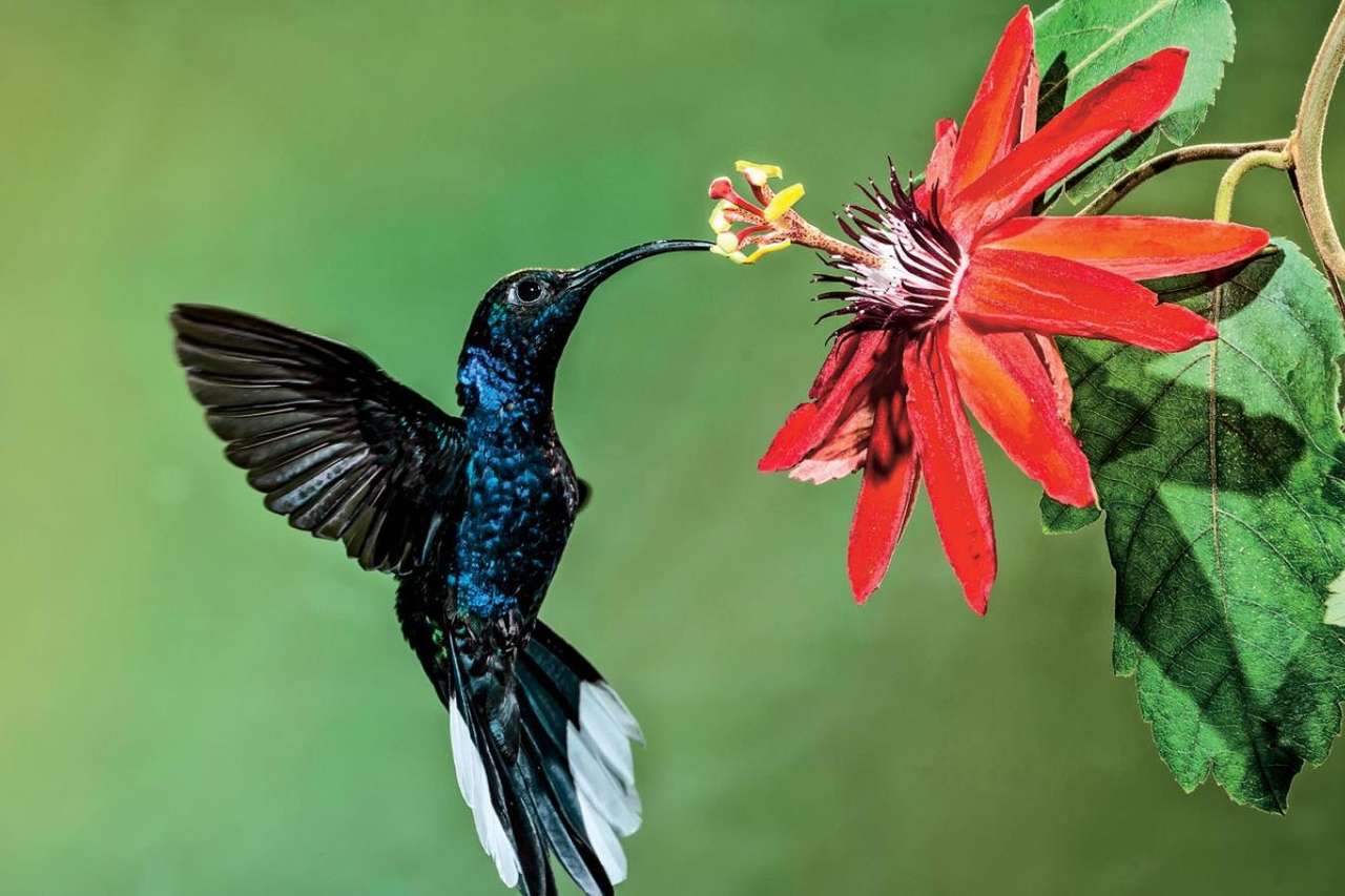 Koliber en bloem legpuzzel online