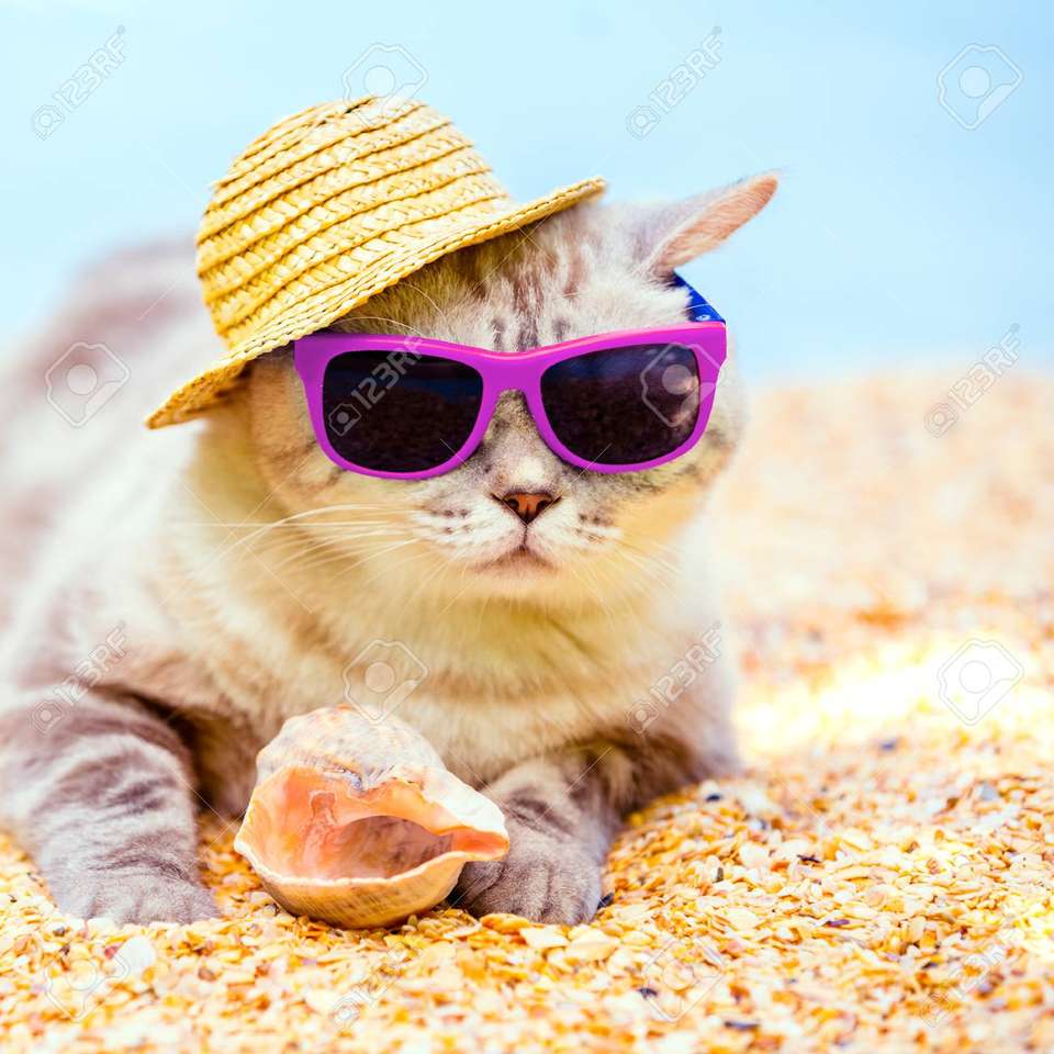 Кошеня засмагає на пляжі пазл онлайн