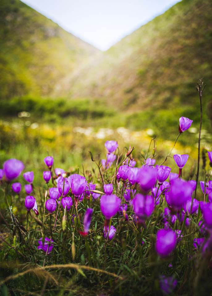 Lila virágok magas sziklás hegyekben online puzzle