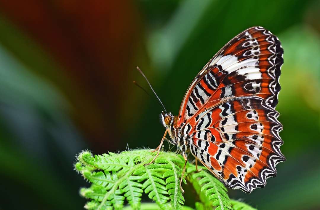 Nahaufnahmephotographie von Leopard-Schnäppchen-Schmetterling gehockt Puzzlespiel online